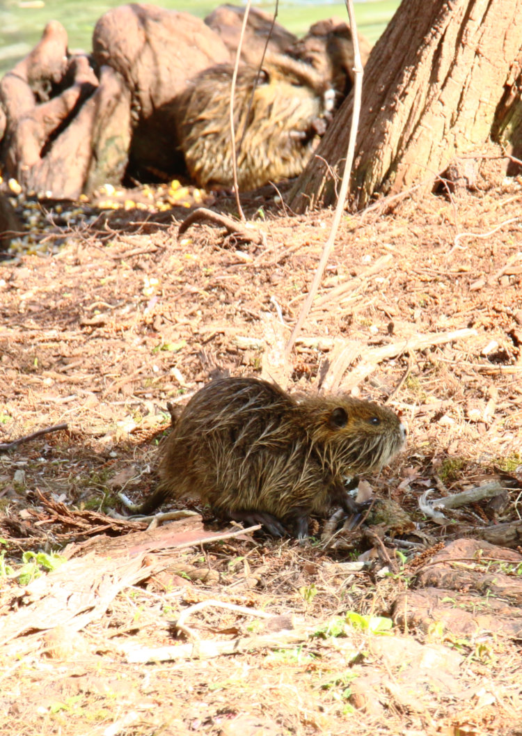 pair of very young nutrias Myocastor coypus, one advanced well into the backyard