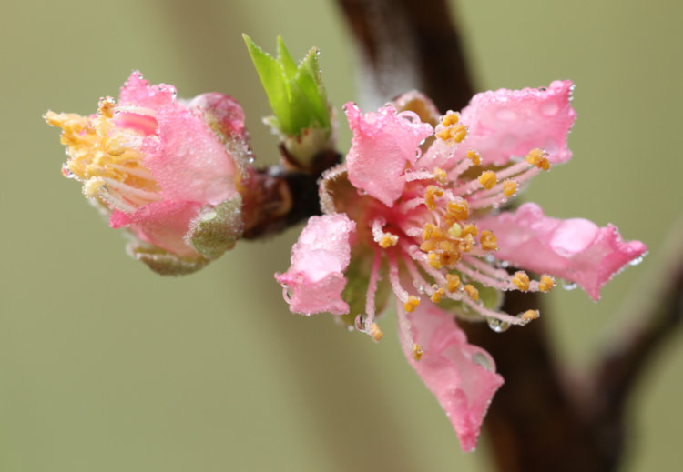 new almond blossoms dripping with overnight fog