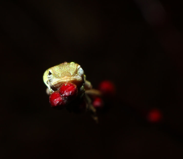 Carolina anole Anolis carolinensis seen head-on when sleeping upright on budding branch of Japanese maple tree