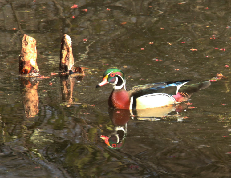 male wood duck Aix sponsa with reflection in late afternoon light