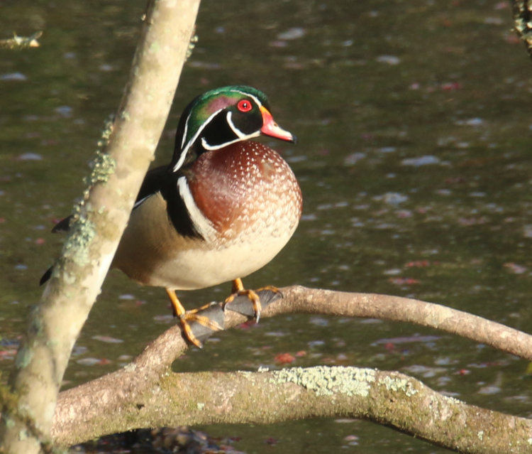 male wood duck Aix sponsa perched in tree on Duck Island in late afternoon light