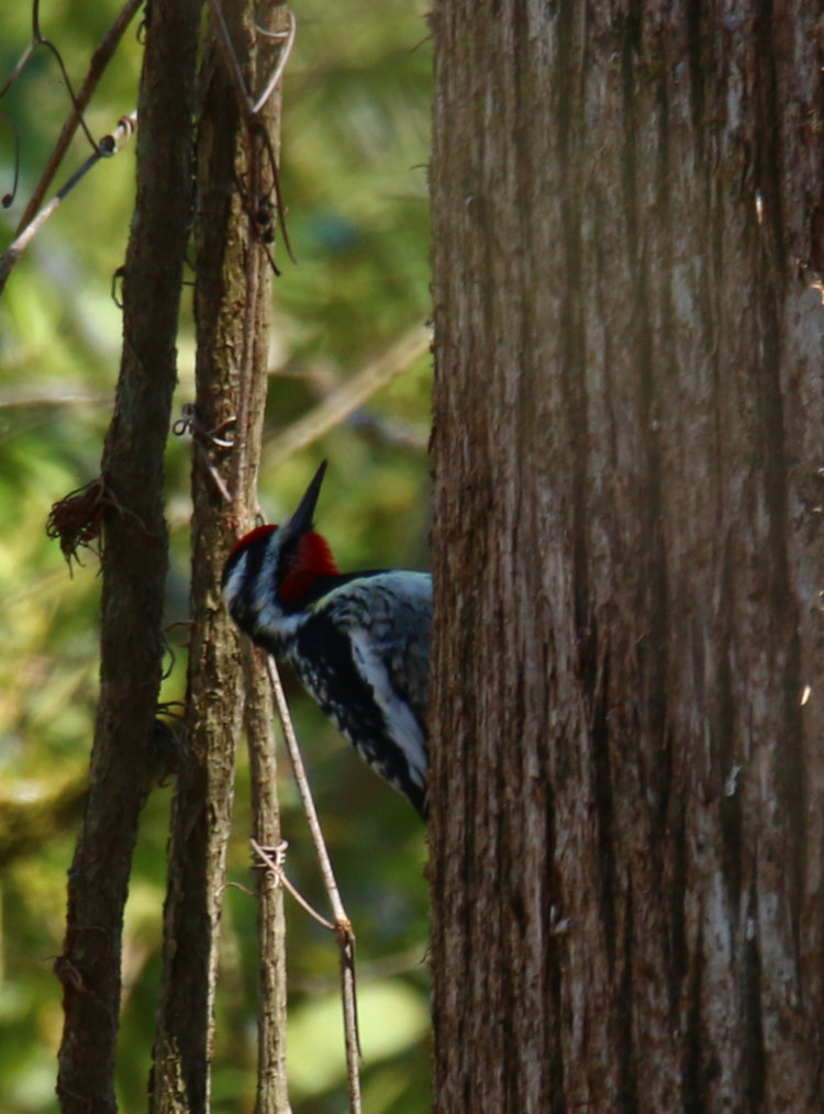 male yellow-bellied sapsucker Sphyrapicus varius on tree in backyard