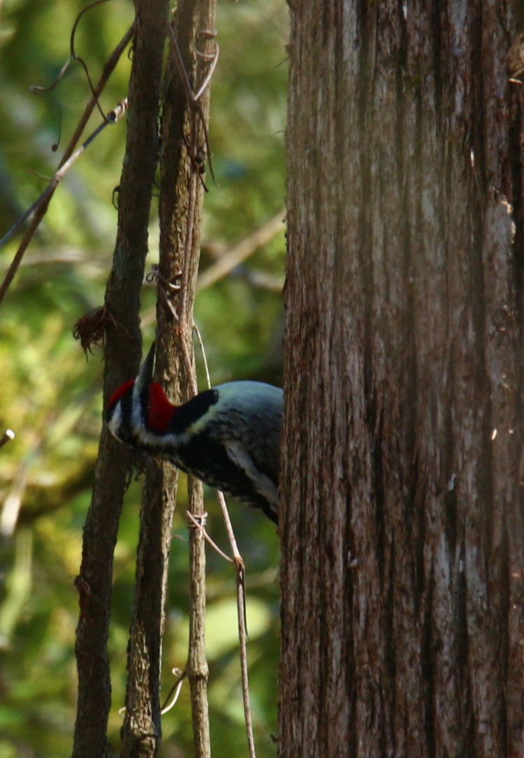 male yellow-bellied sapsucker Sphyrapicus varius on tree in backyard