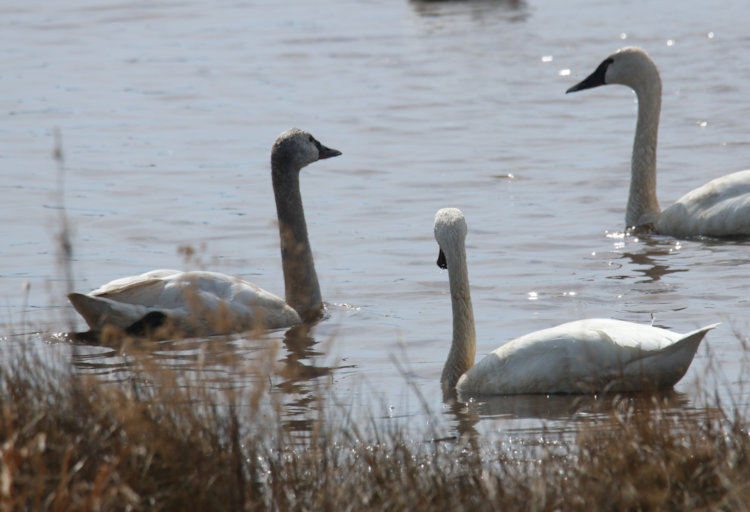 one yearling and two adult tundra swans Cygnus columbianus swminning in flood plain, Mattamuskeet NWR