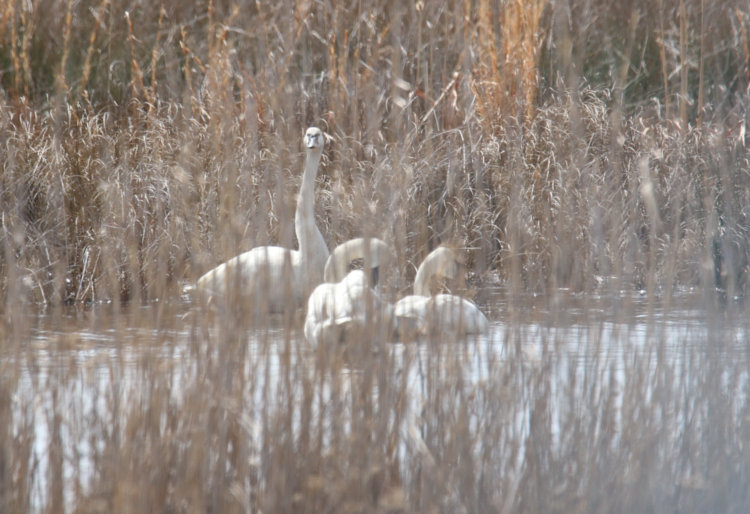 trio of tundra swans Cygnus columbianus in flood plain at Mattamuskeet National wildlife Refuge