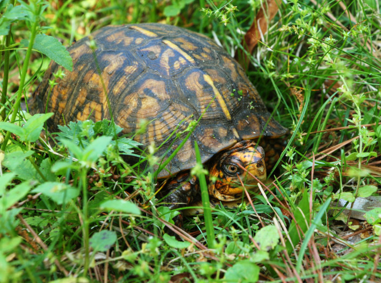 large adult female eastern box turtle Terrapene carolina carolina in grass outside Walkabout Studios