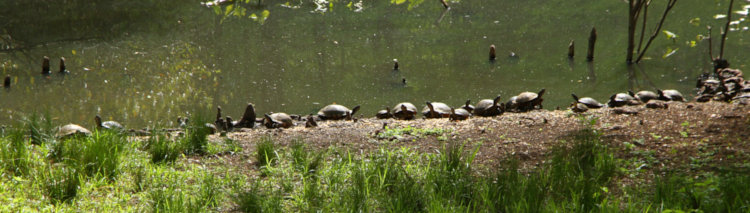 collection of yellow-bellied sliders Trachemys scripta scripta and eastern painted turtles Chrysemys picta picta basking on apron in morning