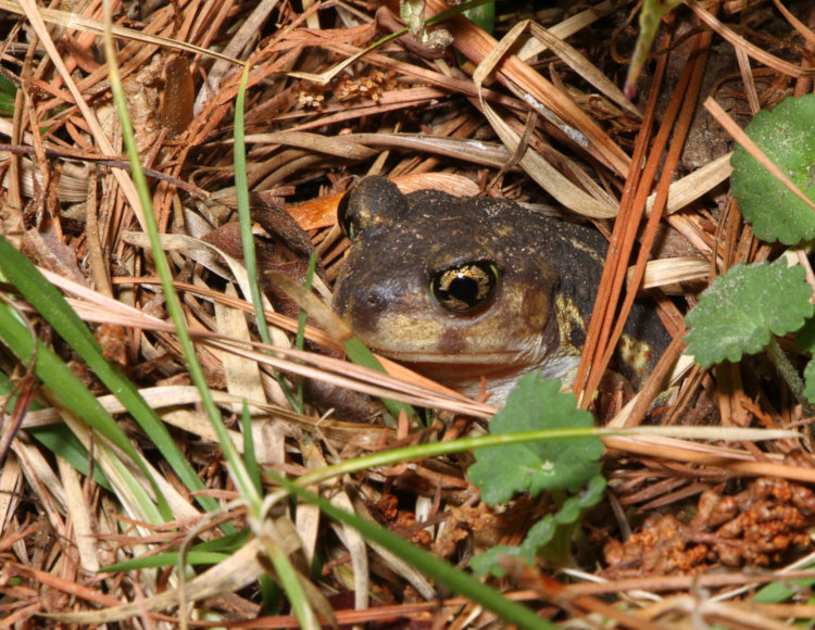 first eastern spadefoot Scaphiopus holbrookii spotted on property in 2026
