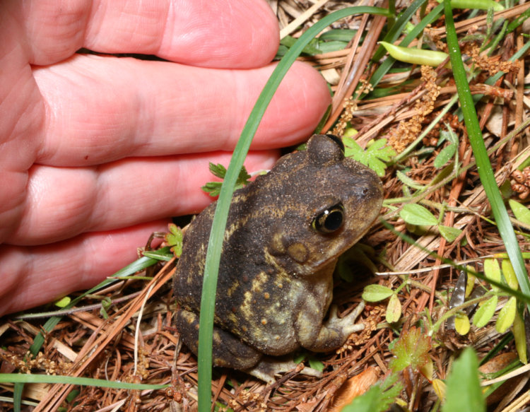 eastern spadefoot Scaphiopus holbrookii, with author's fingers for scale