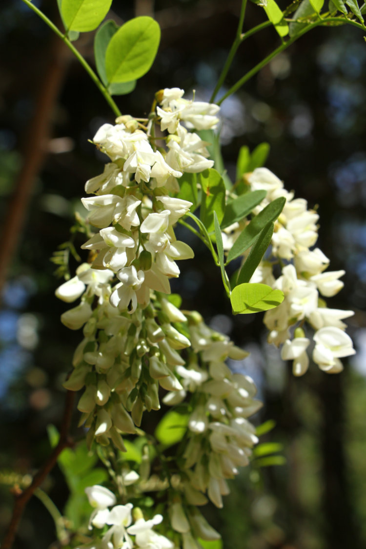 blossom cluster of black locust Robinia pseudoacacia tree