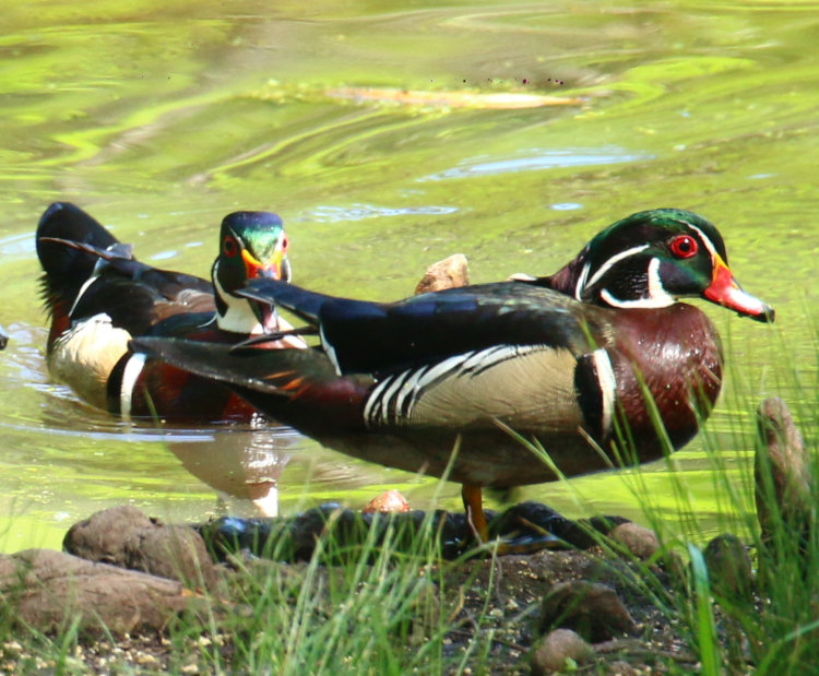 aggressive male wood duck Aix sponsa approaching another from the water