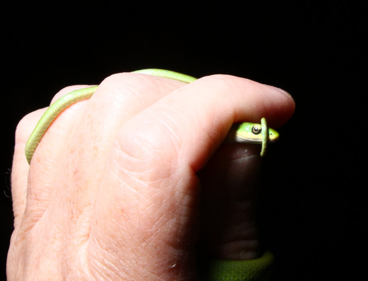 small rough green snake Opheodrys aestivus with tail tip coiled over nose while in author's hand