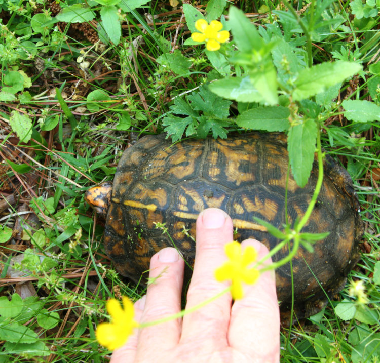 large adult female eastern box turtle Terrapene carolina carolina with author's fingers for scale