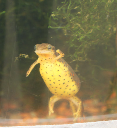 unidentified salamander through curved glass
