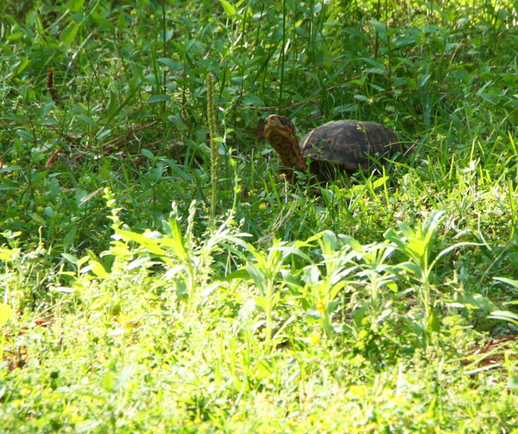 large adult female eastern box turtle Terrapene carolina carolina peering out of deep grass to determine if author was gone yet