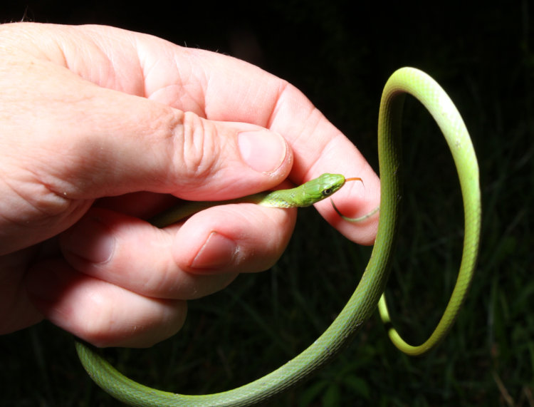 small rough green snake Opheodrys aestivus coiling for leverage within author's hand