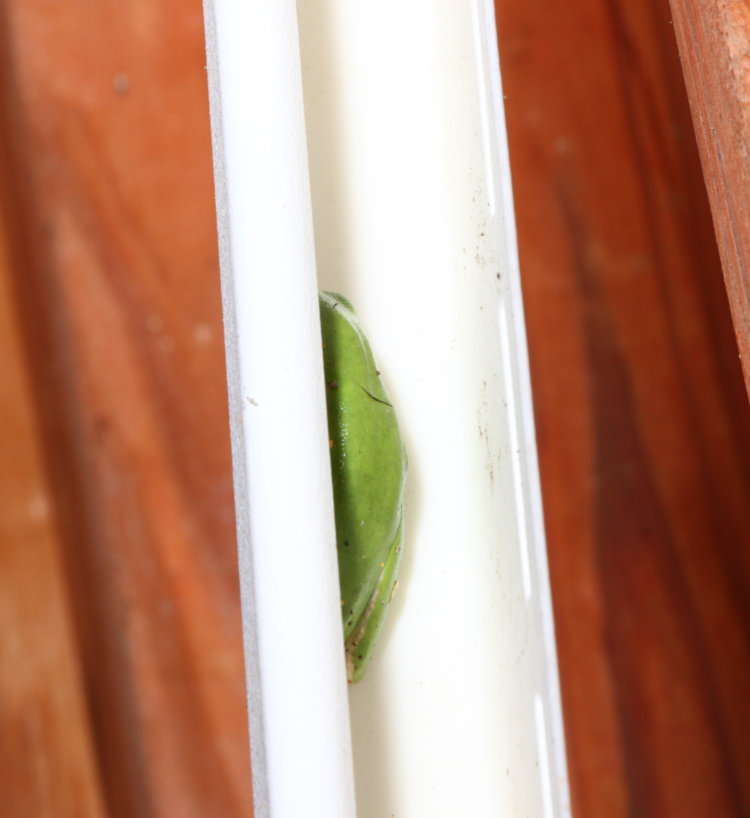 closeup of green treefrog Dryophytes cinereus tucked into J-channel