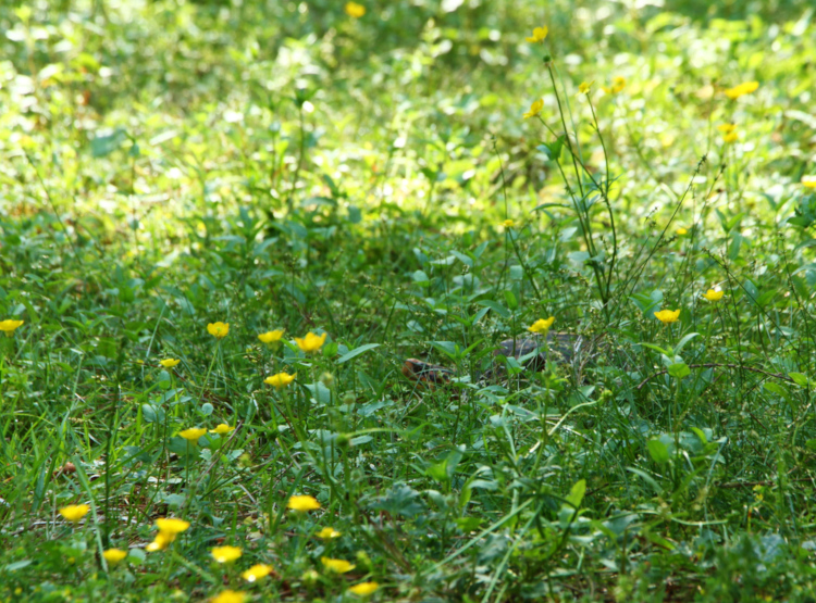 eastern box turtle Terrapene carolina carolina just barely peeking above grass outside Walkabout Studios