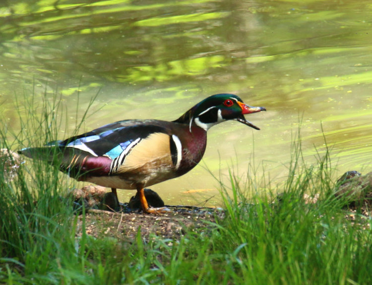 male wood duck Aix sponsa showing great coloration from feathers as it harasses other ducks