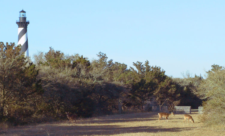 trio of white-tailed deer Odocoileus virginianus next to Cape Hatteras lighthouse