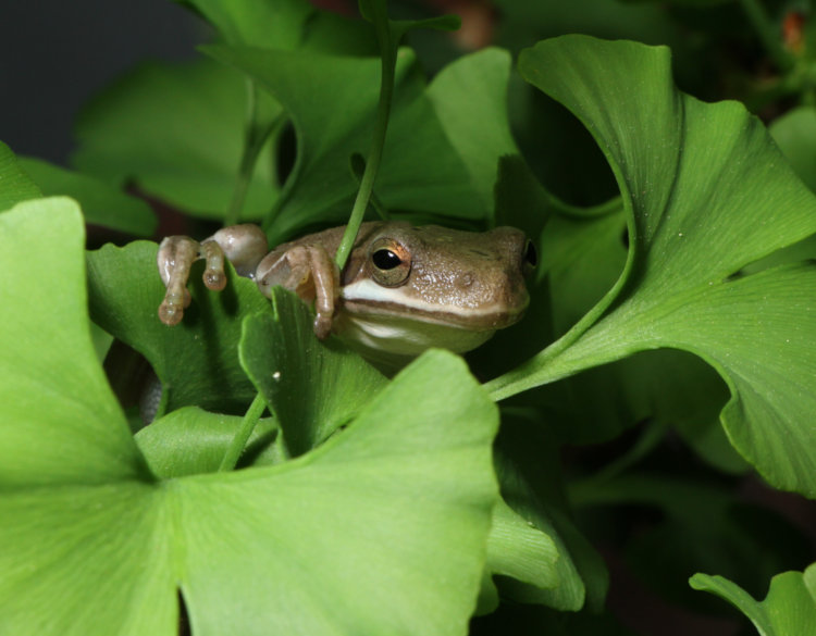 adult green treefrog Dryophytes cinereus perched among leaves of Ginkgo biloba
