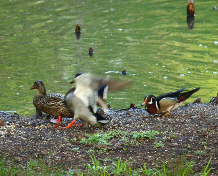 male mallard Anas platyrhynchos leaping away from peck by male wood duck Aix sponsa while foraging alongside female mallard