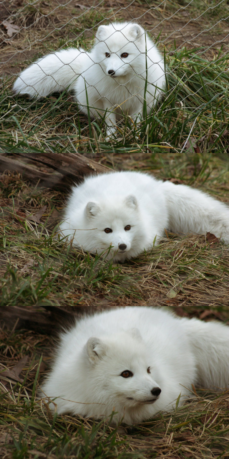 three images of arctic fox Vulpes lagopus in winter coat, through fencing