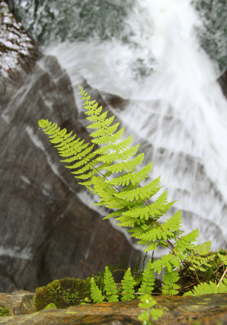 ferns backgrounded by moving water at Watkins Glen, NY