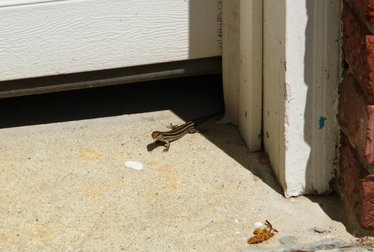 five-lined skink Plestiodon fasciatus slinking out from under garage door