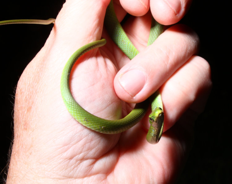 small rough green snake Opheodrys aestivus  facing camera while coiled in author's hand