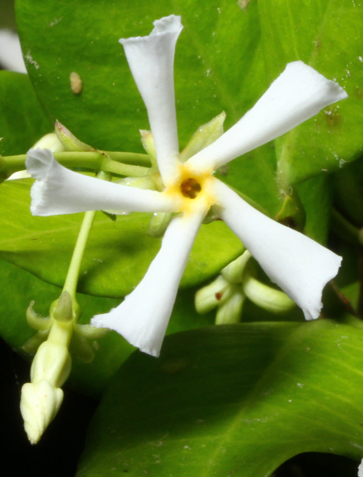 star jasmine Trachelospermum jasminoides blossom and bud