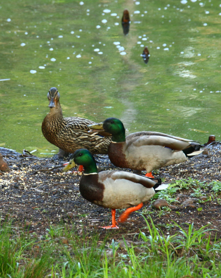 two male and one female mallard Anas platyrhynchos hanging out on edge of pond