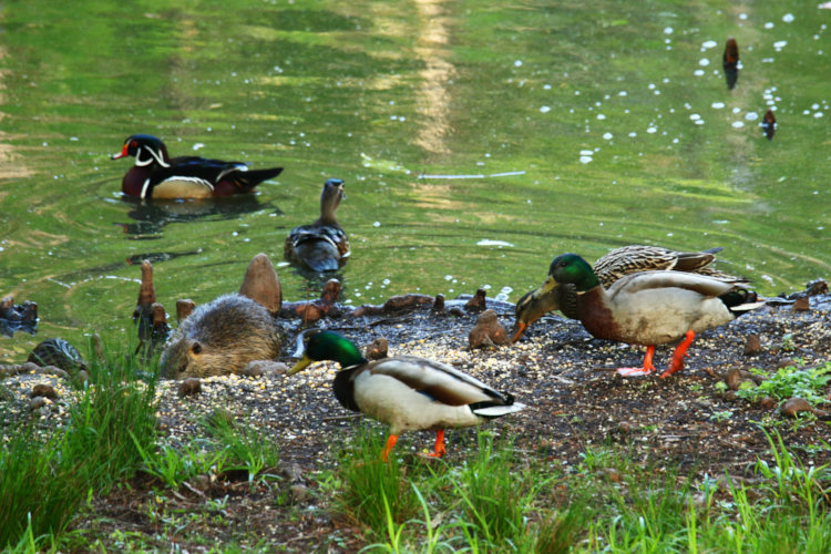 two male and one female mallard Anas platyrhynchos foraging alongside male and female wood duck Aix sponsa and juvenile and young juvie nutria Myocastor coypus at edge of pond