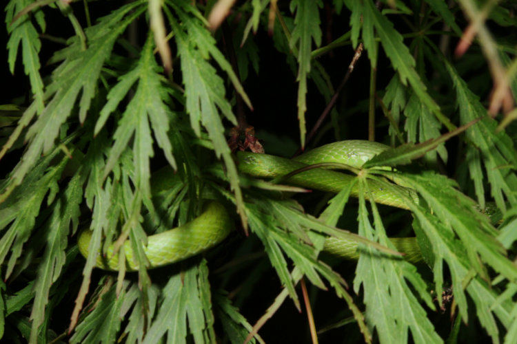 small rough green snake Opheodrys aestivus coiled asleep in foliage of Japanese maple tree