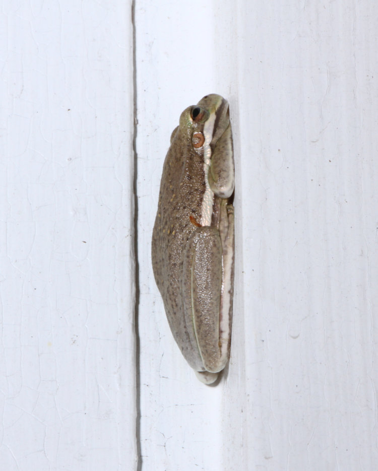 adult green treefrog Dryophytes cinereus sleeping far too close to back door