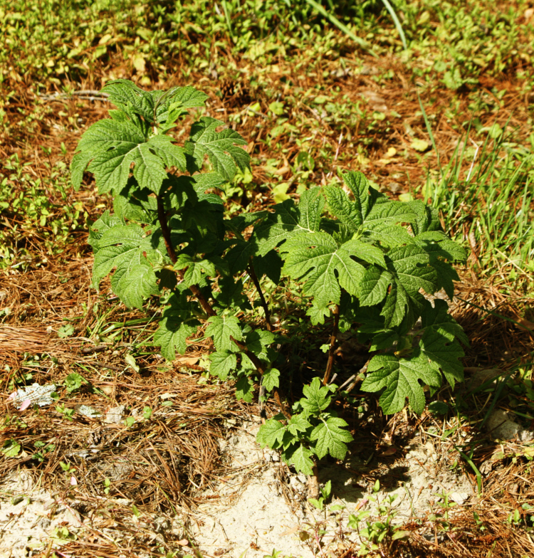 new oak-leaf hydrangea Hydrangea quercifolia transplanted into yard