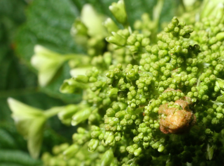 buds blossoming out on oak-leaf hydrangea Hydrangea quercifolia