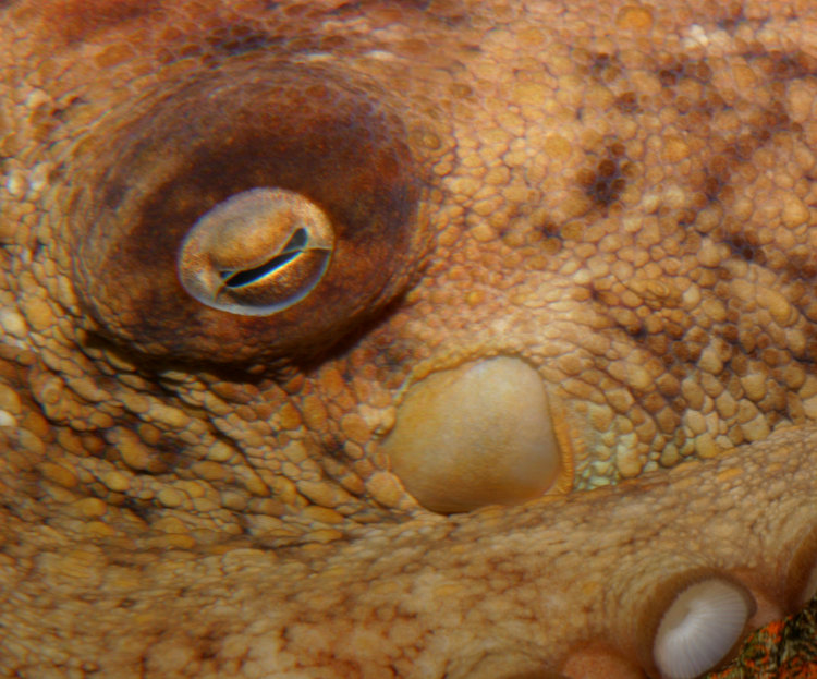 closeup of octopus eye and textures