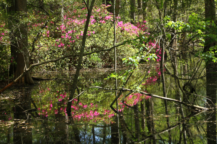 arc of azalea blossoms reflected in still waters at edge of pond