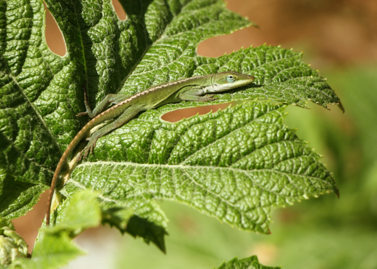 Carolina anole Anolis carolinensis basking on leaf of new oak-leaf hydrangea Hydrangea quercifolia