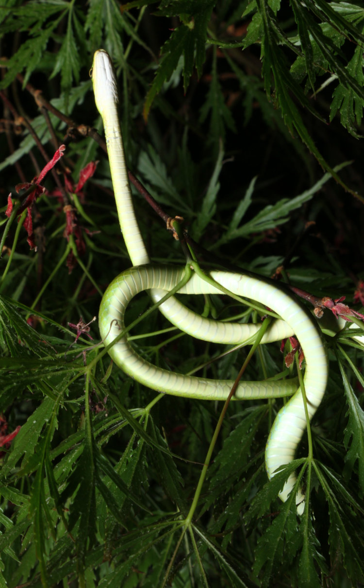 small rough green snake Opheodrys aestivus seen from underneath just as it's waking up
