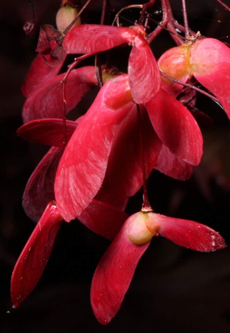 cluster of red Japanese maple Acer palmatum samaras