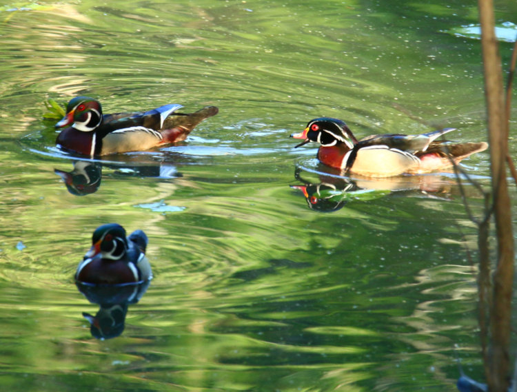 male wood duck Aix sponsa chasing off another in territorial dispute