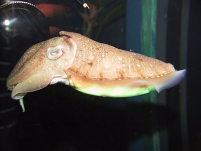 Either European/common cuttlefish Sepia officinalis or pharaoh cuttlefish Sepia pharaonis in aquarium with terrible background reflections