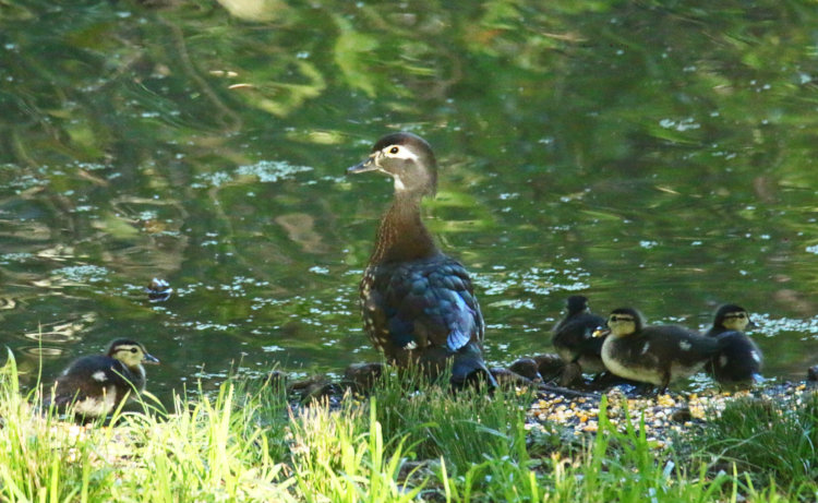 mother wood duck Aix sponsa and six ducklings onshore