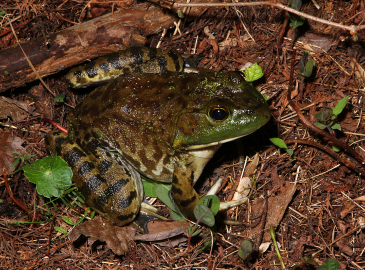 massive American bullfrog Lithobates catesbeianus sitting near pond edge at night