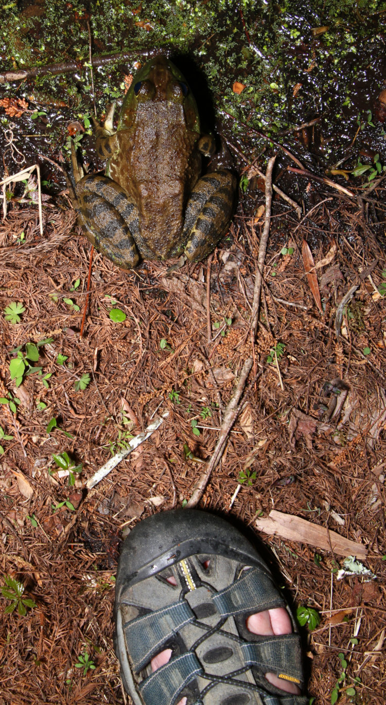 massive American bullfrog Lithobates catesbeianus with author's foot for scale