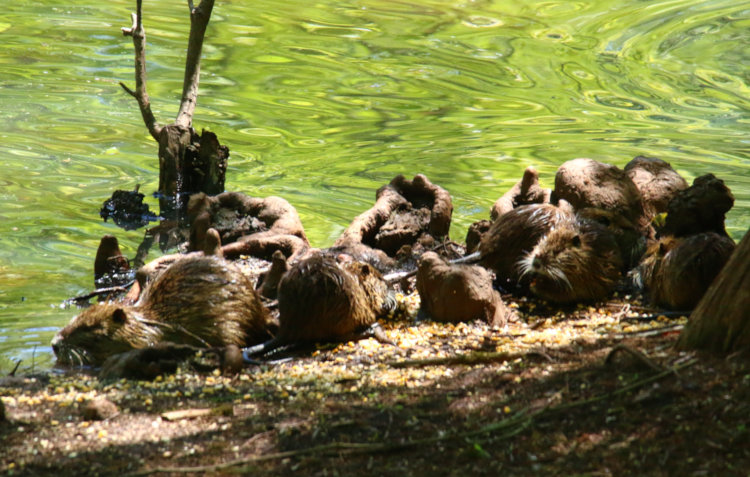 five young juvenile nutrias Myocastor coypus scarfing corn on The Point