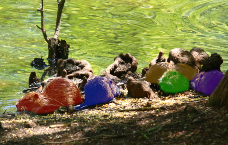 five young juvenile nutrias Myocastor coypus scarfing corn on The Point, delineated by color