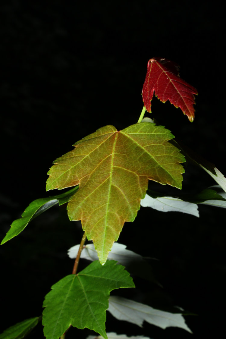 leaf color variety of swamp maple Acer rubrum as abstract